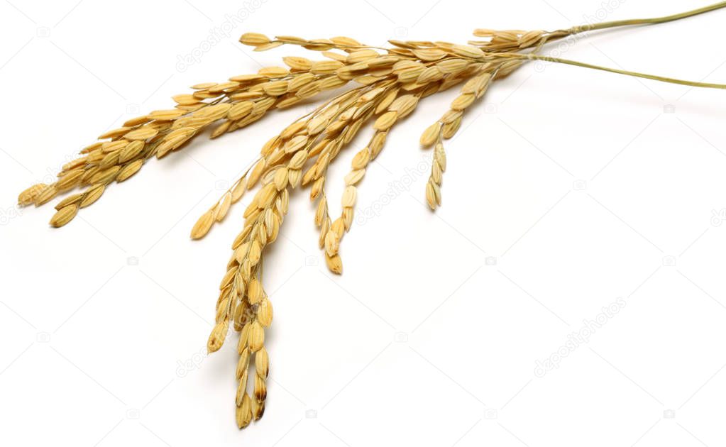 A bunch of rice ears isolated on white background