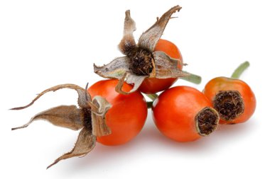 Taze gül beyaz arka plan üzerinde izole kalça