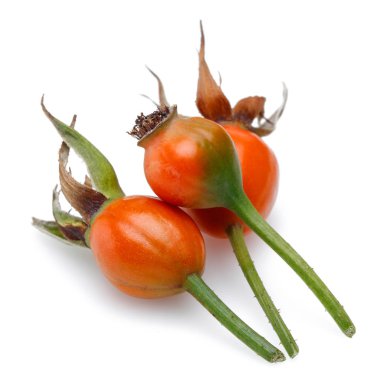 Taze gül beyaz arka plan üzerinde izole kalça