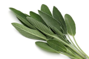 Beyaz arka plan üzerinde izole yeşil adaçayı yaprakları