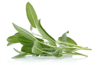 Beyaz arka plan üzerinde izole yeşil adaçayı yaprakları