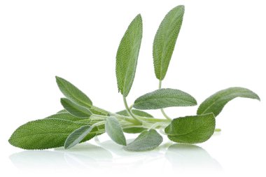 Beyaz arka plan üzerinde izole yeşil adaçayı yaprakları