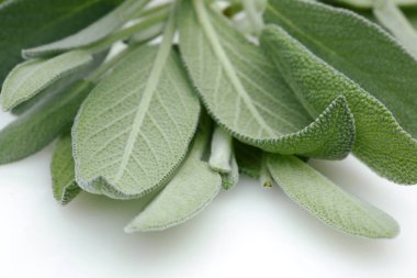 Beyaz arka plan üzerinde izole yeşil adaçayı yaprakları