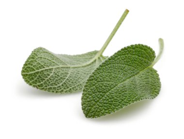 Beyaz arka plan üzerinde izole yeşil adaçayı yaprakları