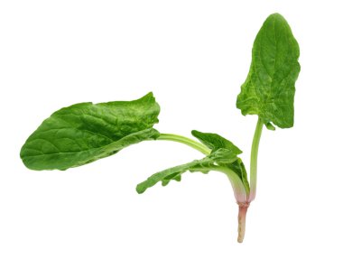 taze ıspanak üzerinde beyaz arka plan izole