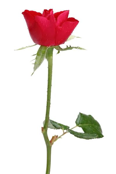 Pojedyncza Czerwona Róża Izolowana Białym Tle — Zdjęcie stockowe