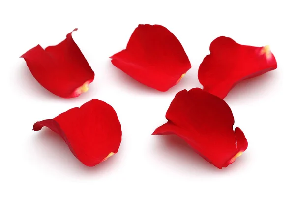 Petali Rosa Rossa Isolati Sfondo Bianco — Foto Stock
