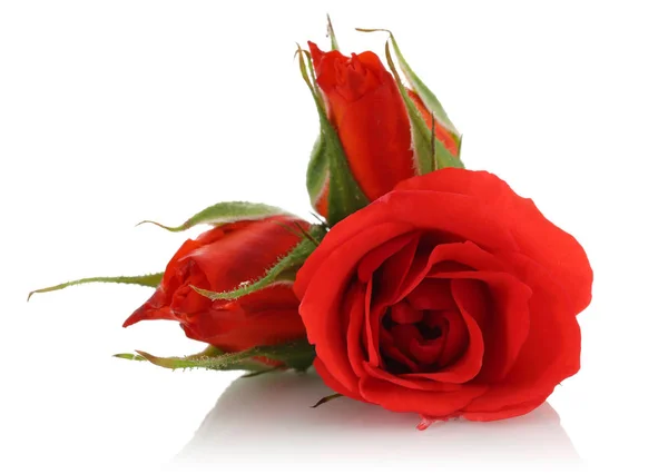 白色背景下的一朵红玫瑰 — 图库照片