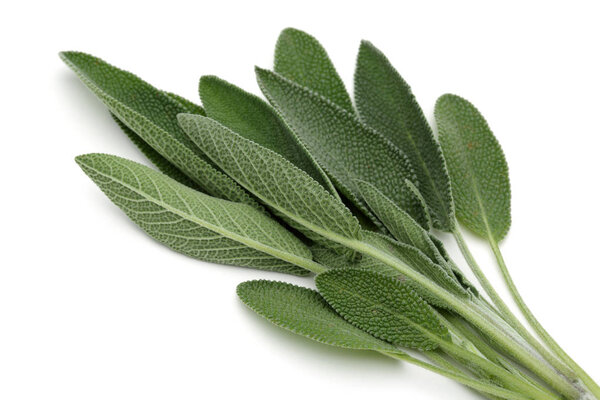 Зеленые листья шалфея изолированы на белом фоне
