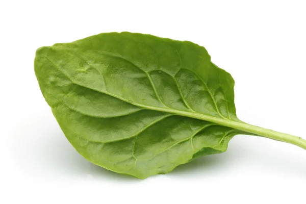 Fresh Spinach Isolated White Background — Stock Photo, Image