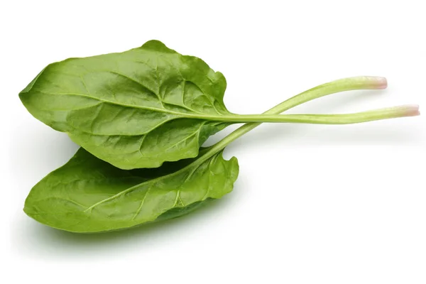 Fresh Spinach Isolated White Background — Stock Photo, Image