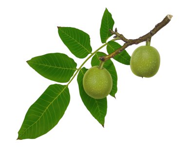 Beyaz arka plan üzerinde izole dal yeşil ceviz