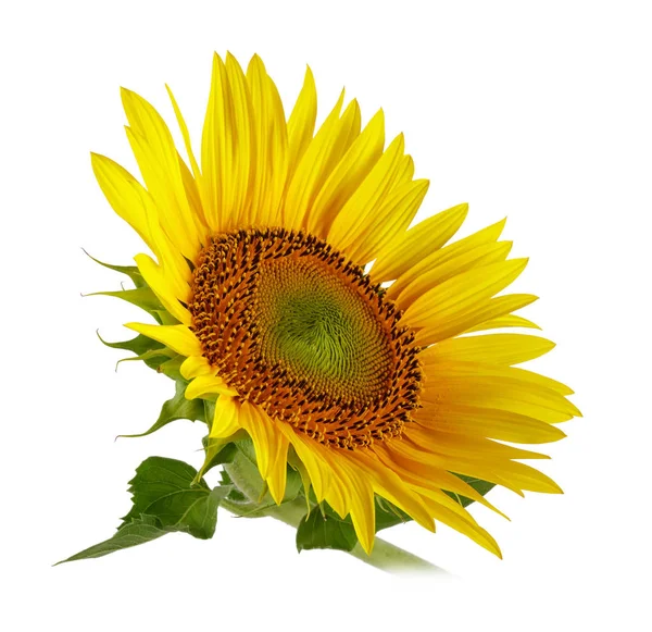 Tournesol Avec Des Feuilles Vertes Isolées Sur Fond Blanc — Photo