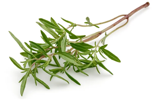 Fresh Green Thyme Isolated White Background — Stock Photo, Image