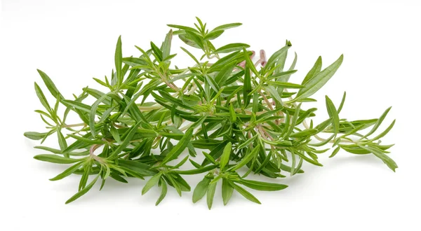 Beyaz arkaplanda izole edilmiş taze yeşil kekik