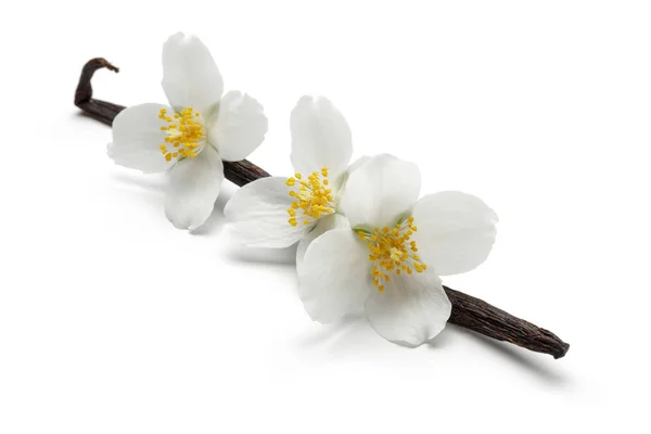 Wanilia Kwiatów Jaśminu Izolowana Białym Tle — Zdjęcie stockowe