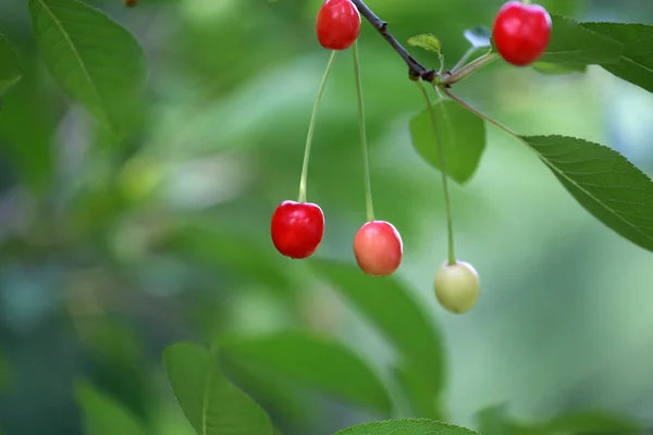 Cherry fruits among green leaves — Stock Photo, Image