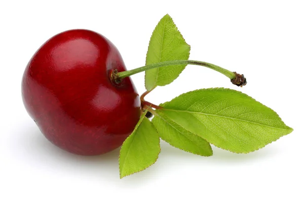 Cereza roja madura con tallo y hoja aislada — Foto de Stock