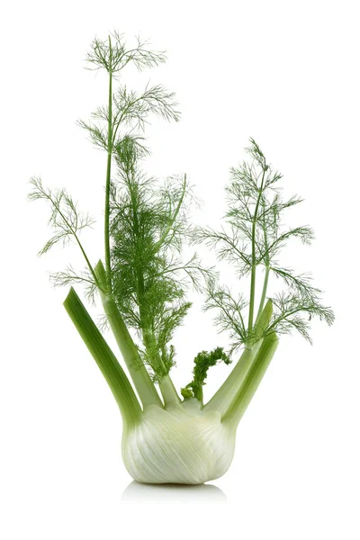 잎이 흰색 절연 신선한 회 향 전구 — 스톡 사진