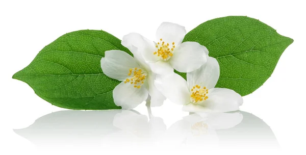 Flores brancas de jasmim com folhas verdes isoladas — Fotografia de Stock