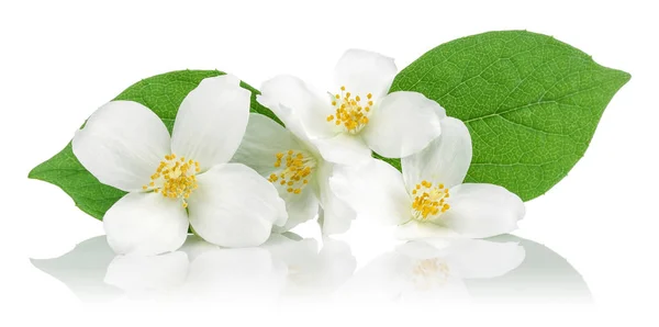 Witte jasmijn bloemen met groene bladeren geïsoleerd — Stockfoto