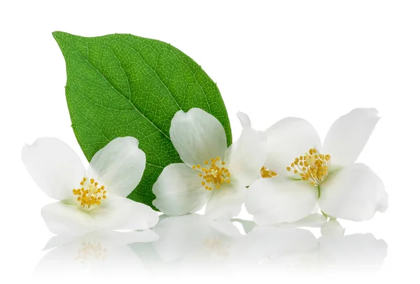 Witte jasmijn bloemen met groene bladeren geïsoleerd — Stockfoto