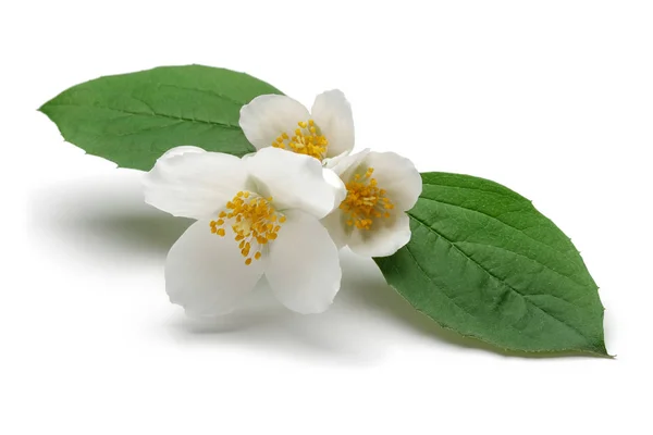 Witte jasmijn bloemen met groene bladeren geïsoleerd — Stockfoto