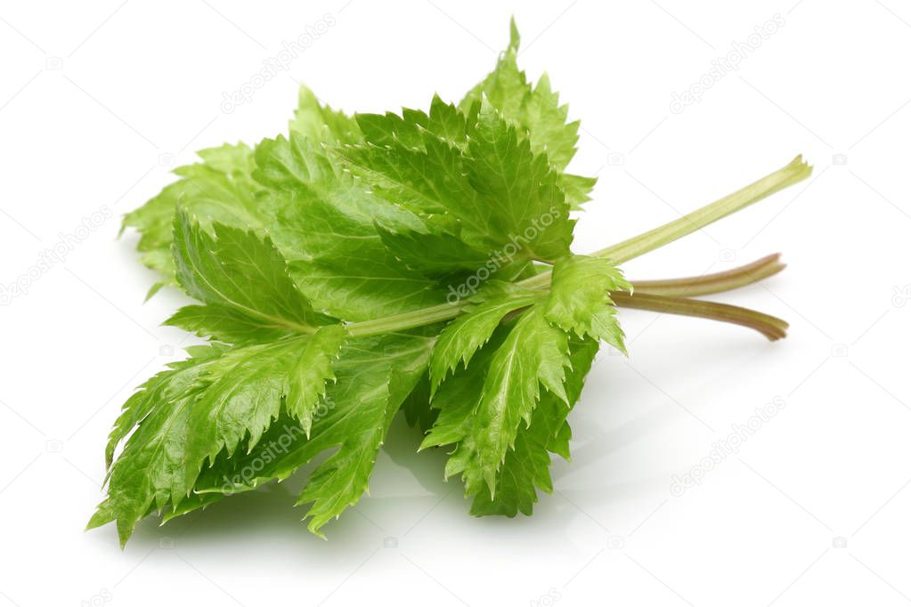Fresh celery stalks and leaves isolated
