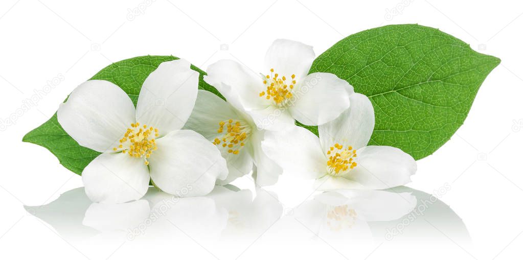 White jasmine flowers with green leaves isolated