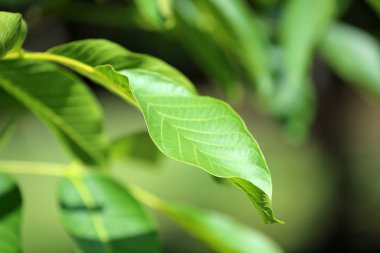 Yeşil ceviz ve ağaç yaprakları