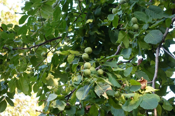 Noce verde e foglie sull'albero — Foto Stock