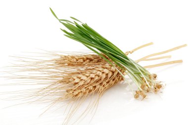 Demet buğday kulakları izole yeşil buğday filizi ile