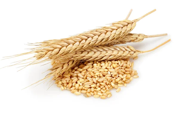 Kilka pszenica uszy z ziarna pszenicy na białym tle — Zdjęcie stockowe