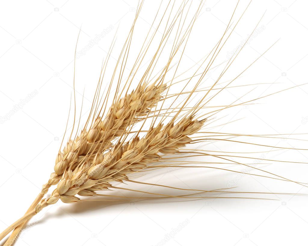 Bunch of wheat ears isolated on white