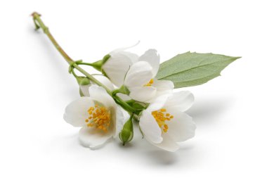 Beyaz Yasemin çiçeği yeşil yaprak izole