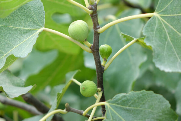 Raw fig fruits on branch and leaves