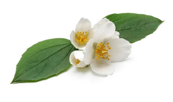 Biały kwiat jaśminu z zielony liść na białym tle — Zdjęcie stockowe