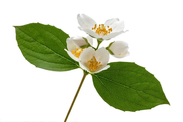 Flor de jasmim branco com folha verde isolada — Fotografia de Stock