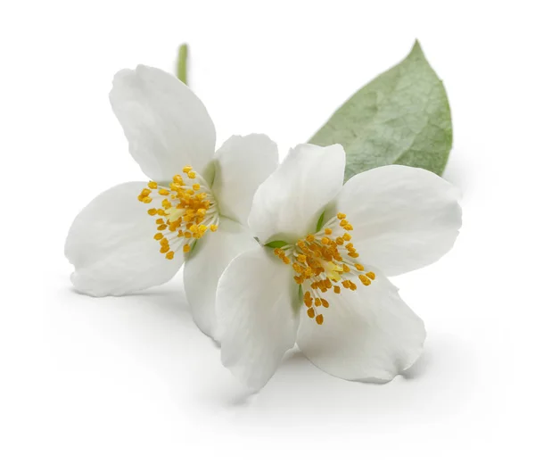 Witte jasmijn bloem met groen blad geïsoleerd — Stockfoto