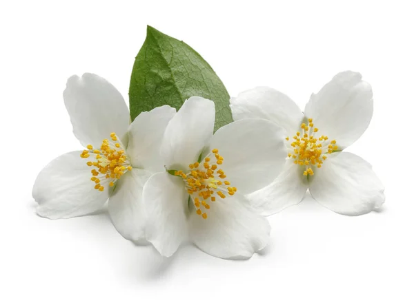 Λευκό γιασεμί λουλούδι με πράσινο φύλλο απομονωμένες — Φωτογραφία Αρχείου