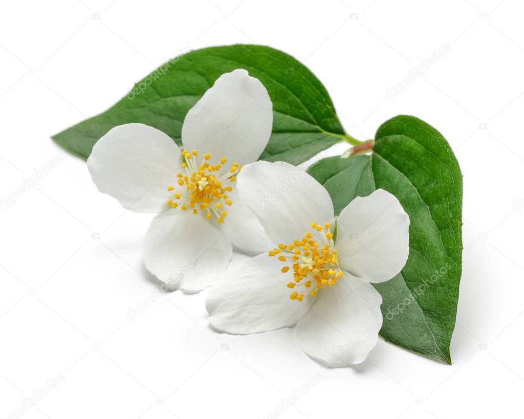 White jasmine flower with green leaf isolated