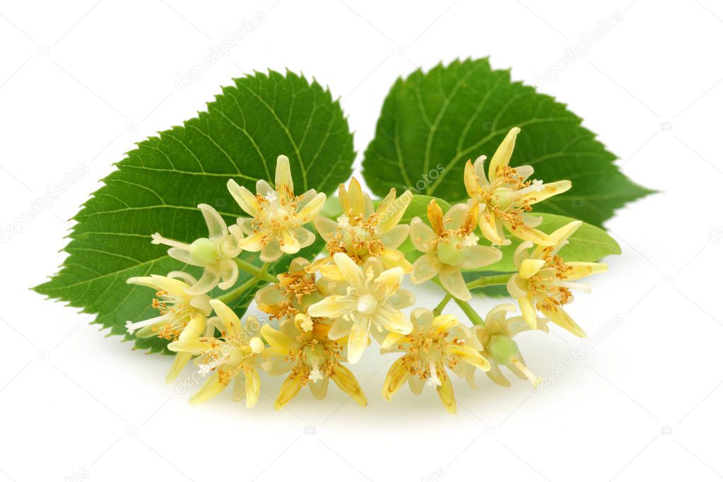Fresh linden flowers and leaves isolated on white