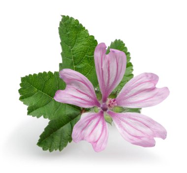 Ebegümeci bitki çiçek ve yaprakları izole