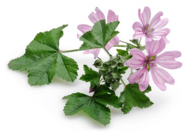 Ebegümeci bitki çiçek ve yaprakları izole