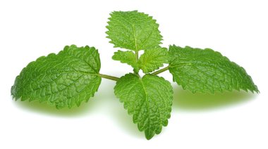 Taze Melisa yaprakları, melissa izole