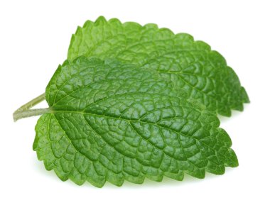 Taze Melisa yaprakları, melissa izole