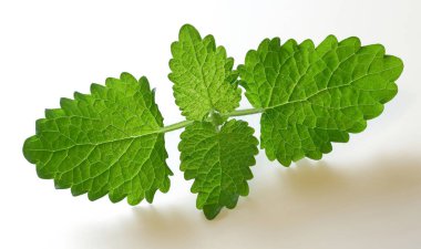 Taze Melisa yaprakları, melissa izole