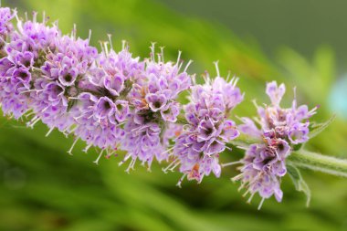 Closeup nane çiçek yeşil