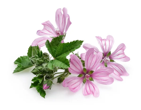 Malva planta com flores e folhas isoladas — Fotografia de Stock