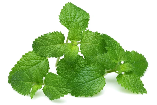 Fresh lemon balm leaves, melissa isolated — Stock Photo, Image